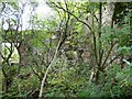 Derelict cottage in the wood