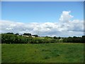 Oaks Nook Plantation with Whin Moor behind