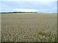 Wheat field near Pict