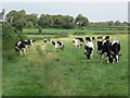 Cows grazing near Sapcote