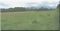 View across grazing land towards the shelter belts of Baron Hill