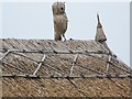 Roof detail, Old Stoke House