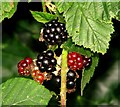 Blackberries, Bangor