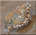 SD2813 : Barnacle encrusted shell by Gary Rogers