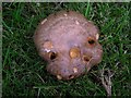 Fungi, Omagh