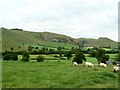 SK1350 : Sheep grazing above Ilam by James Allan