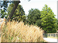 TQ3470 : Long grass by the lake, Crystal Palace by Stephen Craven