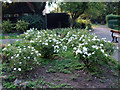 Flower Bed in Alexander Road Recreation Ground