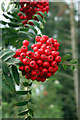 Rowan Berries