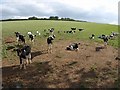 Calves at Blackwell Cross