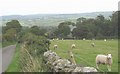 SH5174 : Sheep on hill slope above St Gredifael's Church, Penmyndd by Eric Jones