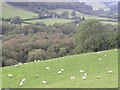 Sheep grazing on hillside, with farmhouse beyond