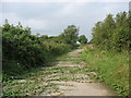 Creeping brambles on a disused section of the  A 5025