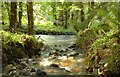 D3014 : Stream and river, Glenarm forest by Albert Bridge