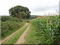 SU8490 : Maize by bridleway near Handy Cross by David Hawgood