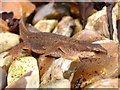 Palmate newt (Lissotriton helveticus)