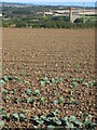 Field of young cabbages near Goldsithney