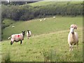 Sheep staring in rolling countryside