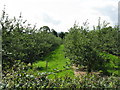 Staplow - orchard adjoining the main road