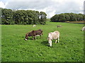 Freshfields Donkey Sanctuary