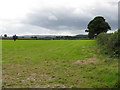 Field near Bowley Lane