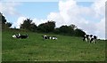 Cattle, Hungerford Lodge Farm