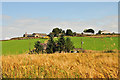 Craigforthie Farm across cornfield