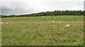 Sheep, Cairnston