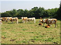 Field of cows between the old and new A256 roads