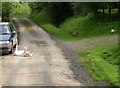 Geese on the road