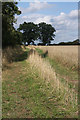 Farm track near Desning Hall