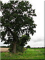 Tall tree in hedgerow