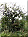 Ancient hawthorn tree