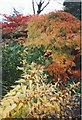 Autumn Colour in the Branklyn Gardens