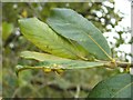 NS3778 : Leaf galls on grey willow by Lairich Rig