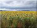 TF0352 : Sunflower Sundance by Ian Paterson