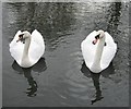 Swans at Marden Quarry