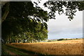 Barley Field by Denwood