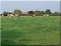 Cows next to Lodge Farm