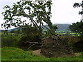 Windblown Oaks