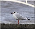 Bird on a wall, Glenarm