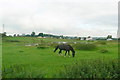 Horse in Field