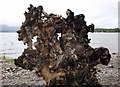 Tree root, Milarrochy Bay, Loch Lomond