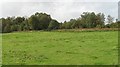 Sheep pasture, Crofts of Cromlix