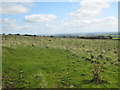 Grazing above West Hendra Farm