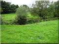 Willows by Wells Brook