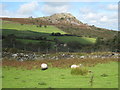 Moorland grazing at Wardbrook Farm