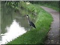 Heron seeking breakfast