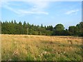 Meadow and woodland, Mortimer