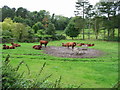 Cattle to the rear of Pine Trees and Bridge Cottage on Shuttlesfield Lane